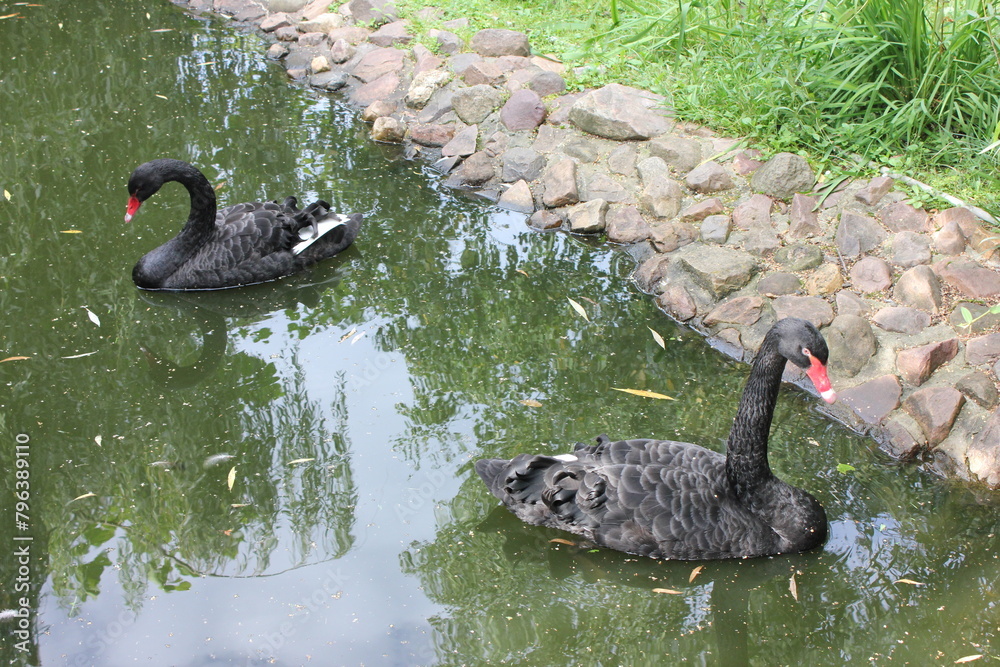 Fototapeta premium black swan on the lake