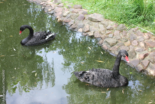 Fototapeta Naklejka Na Ścianę i Meble -  black swan on the lake