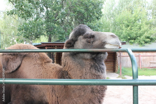 camel in zoo