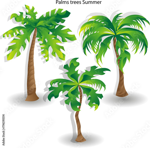 Palm tree illustration Vector 