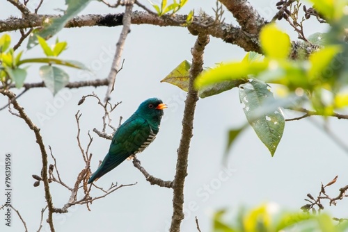 Asian emerald cuckoo or Chrysococcyx maculatus seen in Khonoma in Nagaland India photo
