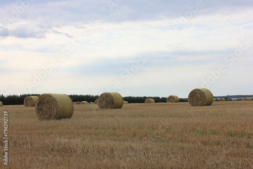 hay bales, hay in the field, straw