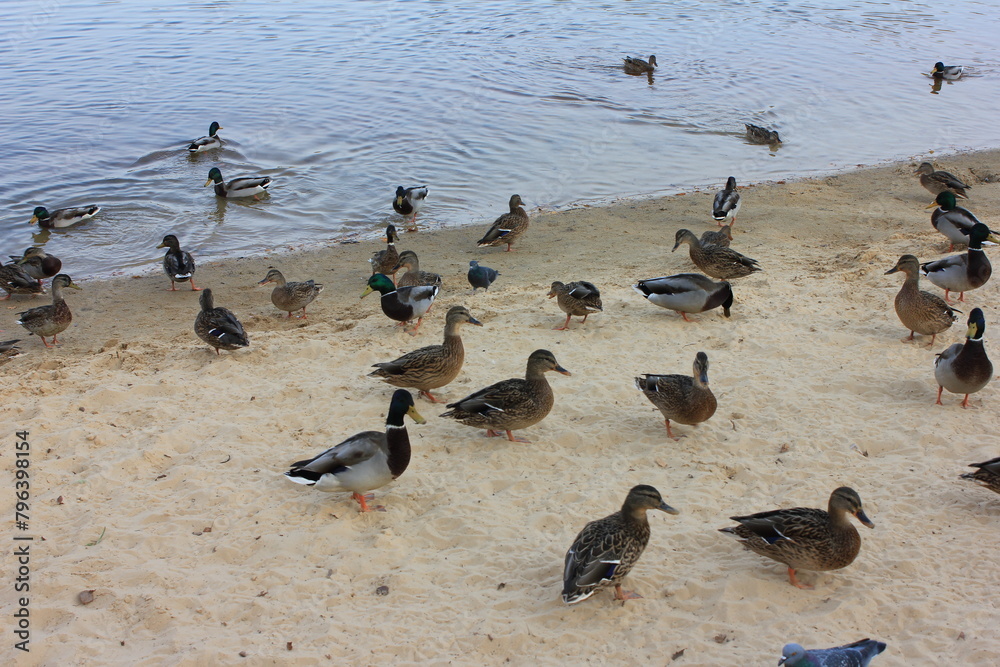 Fototapeta premium bird, birds, water, duck, nature