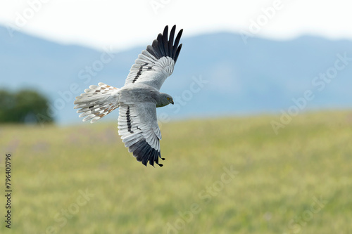 Male Montagu's harrier flying in its breeding territory within a cereal steppe with the last lights of a spring afternoon