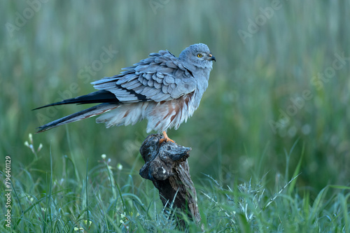 Male Montagu's harrier grooming and stretching its plumage in its breeding territory on a cereal steppe at the first light of a spring day