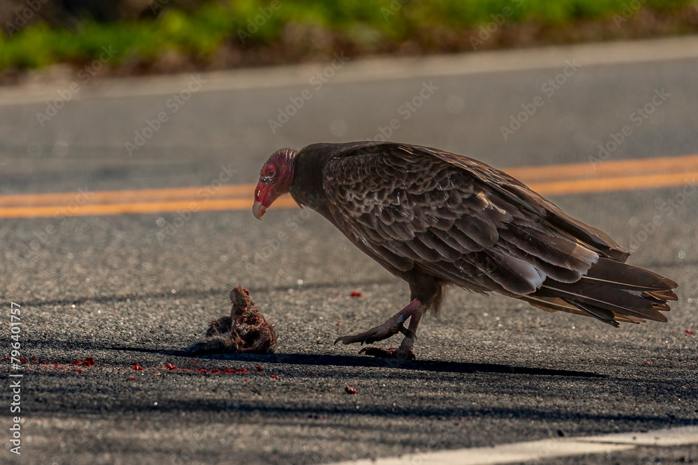 Obraz premium Turkey Vulture with a dead squirrel