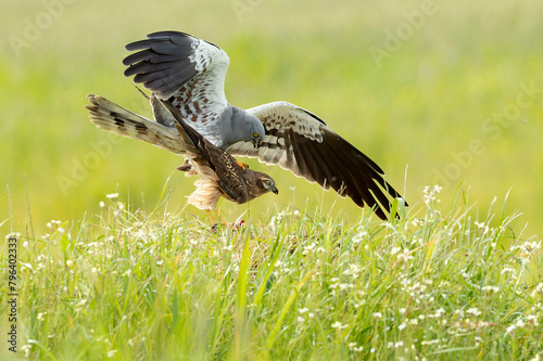 Male and female Montagu's harrier copulating during the mating season in a cereal steppe with the last light of the day