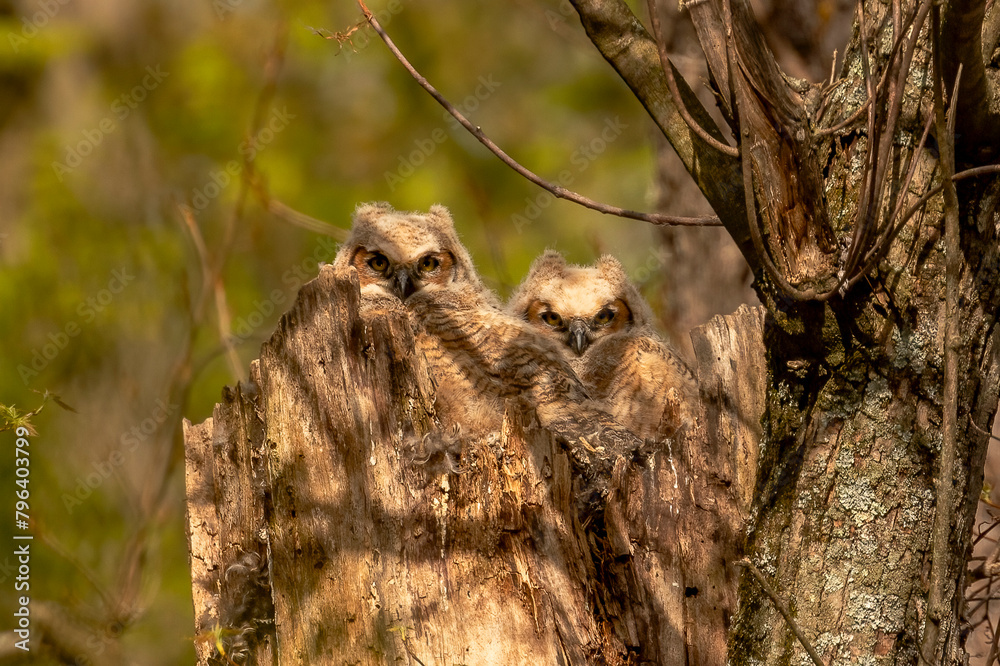 Great Horned Owlets nestled in their nest Great Horned Owlets nestled in their nest