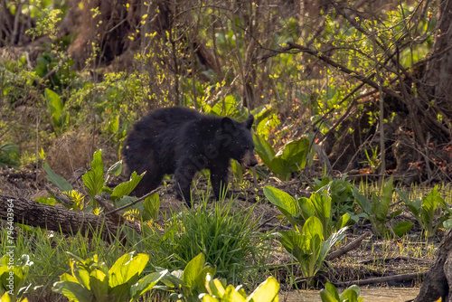 Black Bear foraging in the woods © Judy