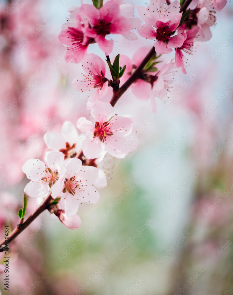 Selective focus of beautiful branches, pink blooming peach or apricot on a tree under a blue sky, Beautiful cherry blossoms during the spring season in the park. Selective focus of beautiful branches, pink blooming peach or apricot on a tree under a blue sky, Beautiful cherry blossoms during the spring season in the park.