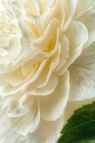 A closeup of an ivory rose, with its petals painted in soft shades of yellow and cream, creating intricate patterns that resemble delicate lacework.