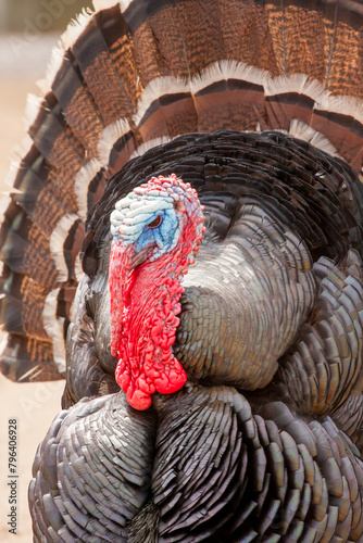 Closeup portrait of a colorful male domestic turkey