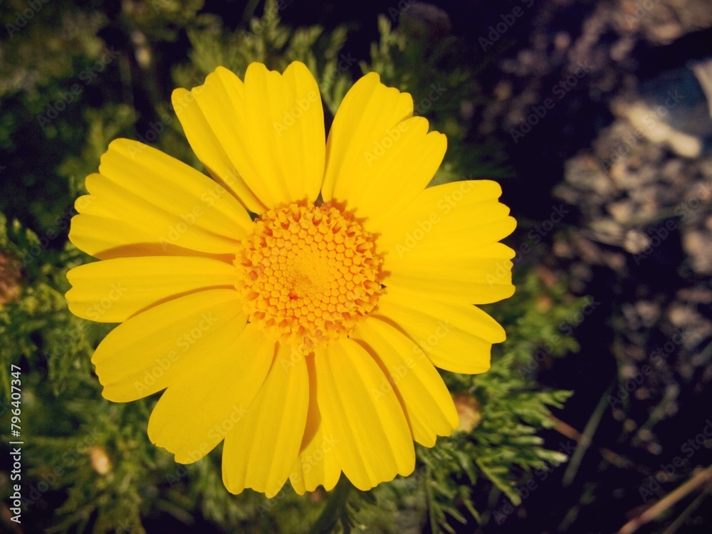 Obraz premium yellow flower