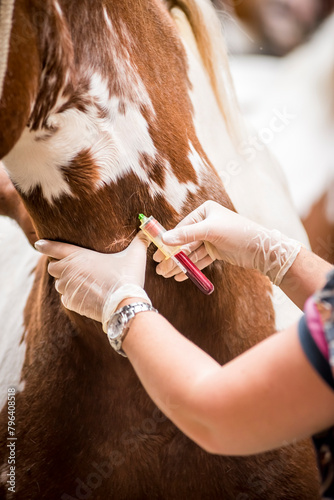 Vet doing blood test on a horse photo