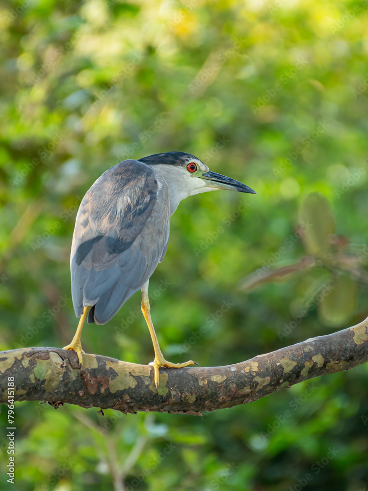 Fototapeta premium crowned night heron