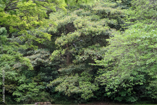 都心散歩 新緑の浜離宮恩賜公園