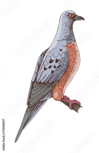 Passenger Pigeon extinct bird sketch