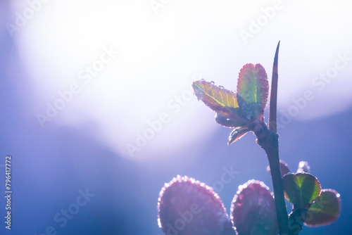 A bud about to open its flowers. Close up photography. Nature background.