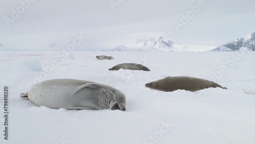 Antarctic Weddell Seal Baby Play Muzzle. Close-up View Polar Crabeater Family Rest on Winter Cold Snow Covered Surface. Antarctica Nature Landscape Wildlife Behavior © mozgova