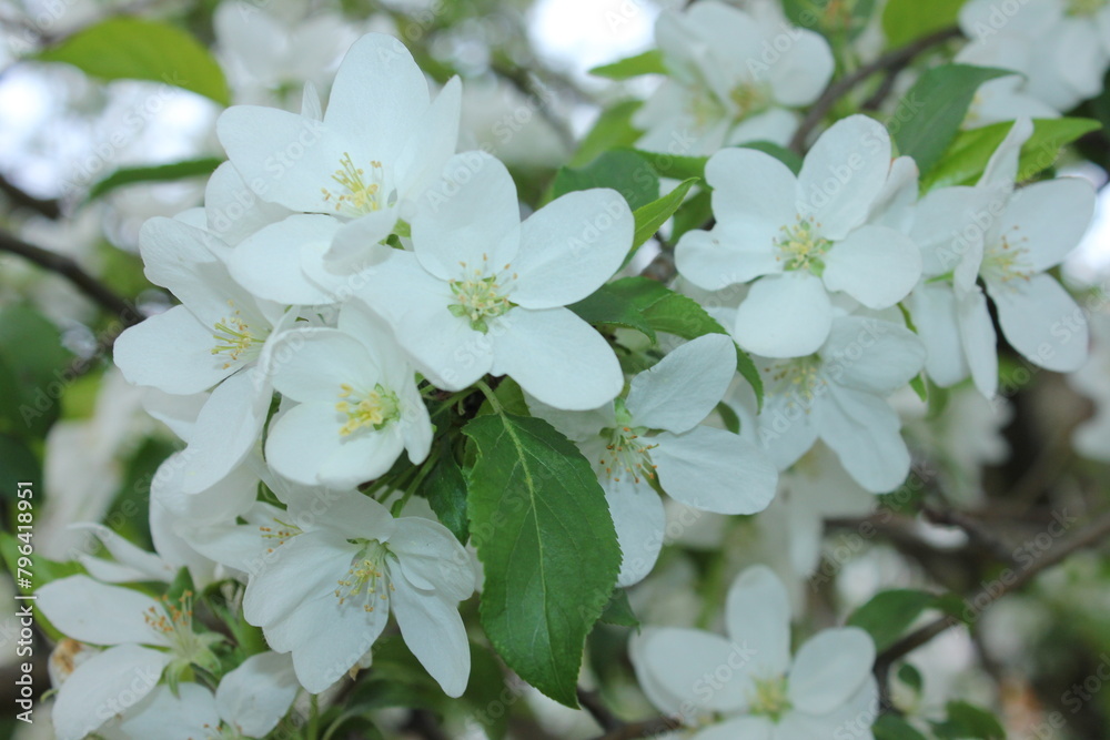 Fototapeta premium flowers, nature, beauty, plants, summer, spring