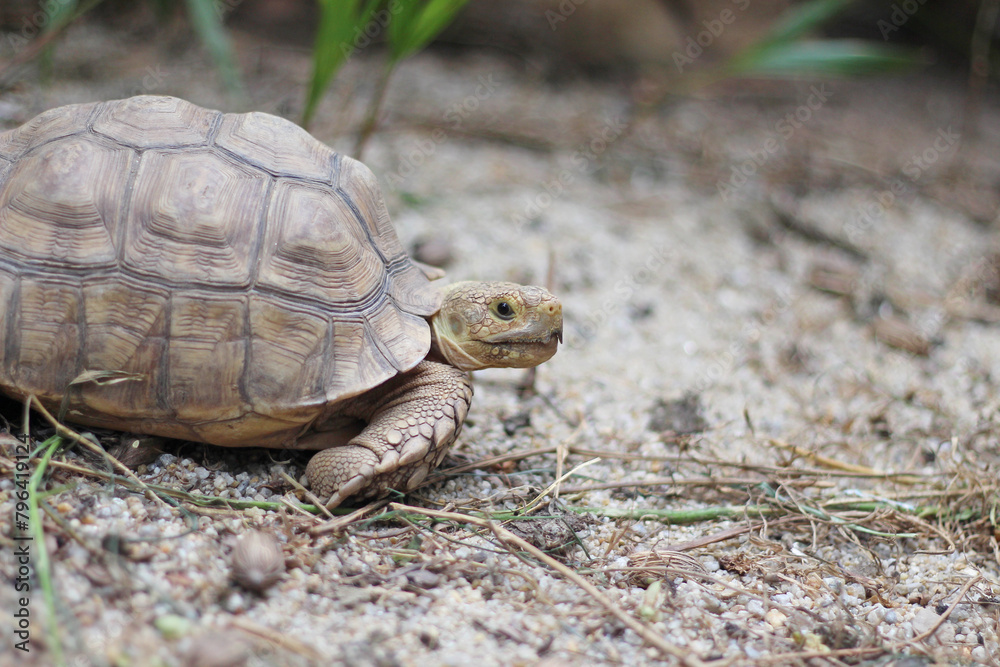 Obraz premium African Sulcata Tortoise Natural Habitat,Close up African spurred tortoise resting in the garden, Slow life ,Africa spurred tortoise sunbathe on ground with his protective shell ,Beautiful Tortoise