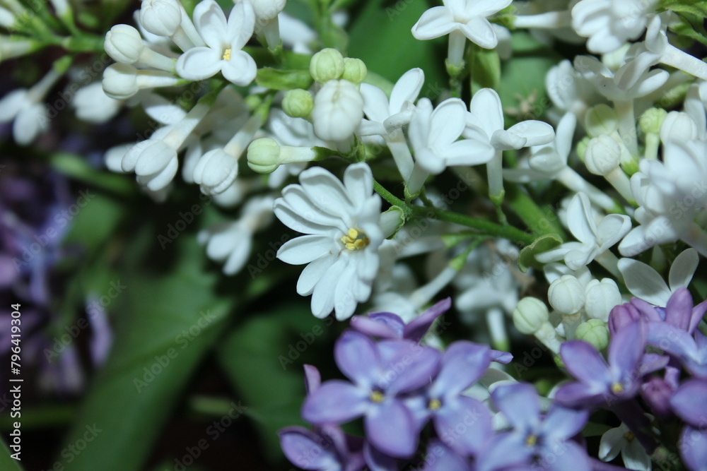 white and purple flowers white and purple flowers