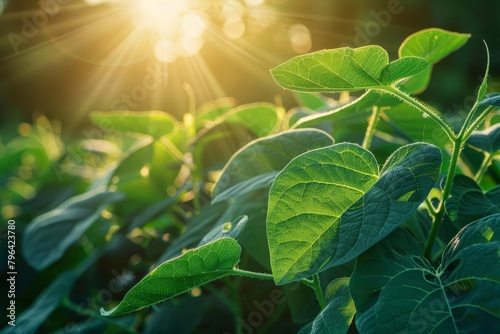 By studying plant genetics, scientists are able to enhance photosynthetic efficiency, leading to higher yields and reduced resource requirements, science concept photo