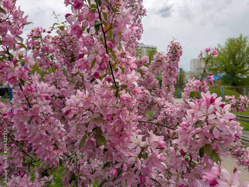 Blooming ornamental crabapple trees with pink flowers in overcast weather