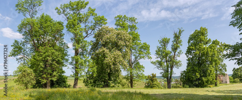 Different old deciduous trees on a meadow edge in springtime