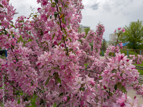 Blooming ornamental crabapple trees with pink flowers in overcast weather