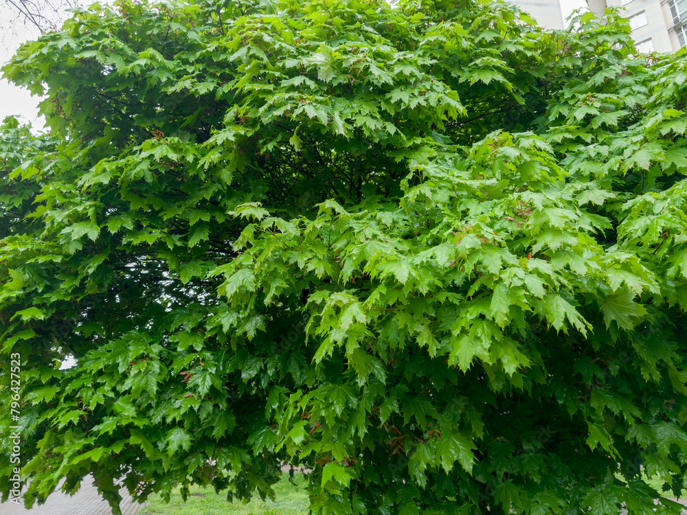 Obraz premium Branches of maple with wet spring leaves in rainy weather