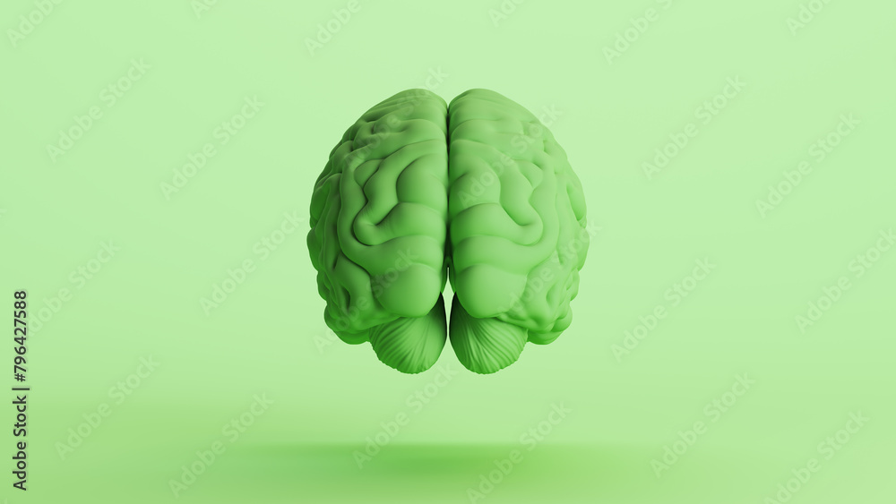 Human brain anatomy organ intelligence neurology think mind green soft tones rear view 3d illustration render digital rendering Human brain anatomy organ intelligence neurology think mind green soft tones rear view 3d illustration render digital rendering