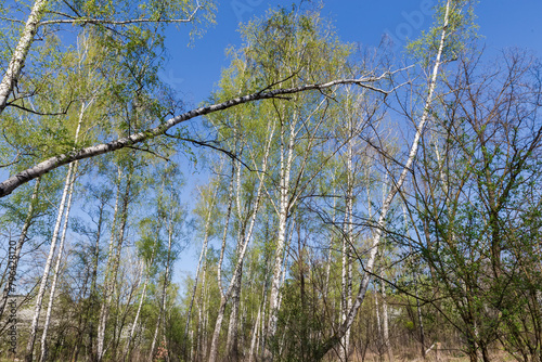 Leaning birch trunk in spring forest in sunny morning