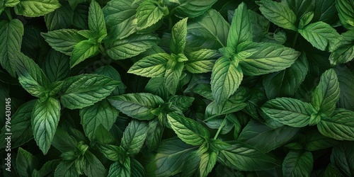 Close up of a bunch of green leaves, perfect for nature backgrounds #796430145