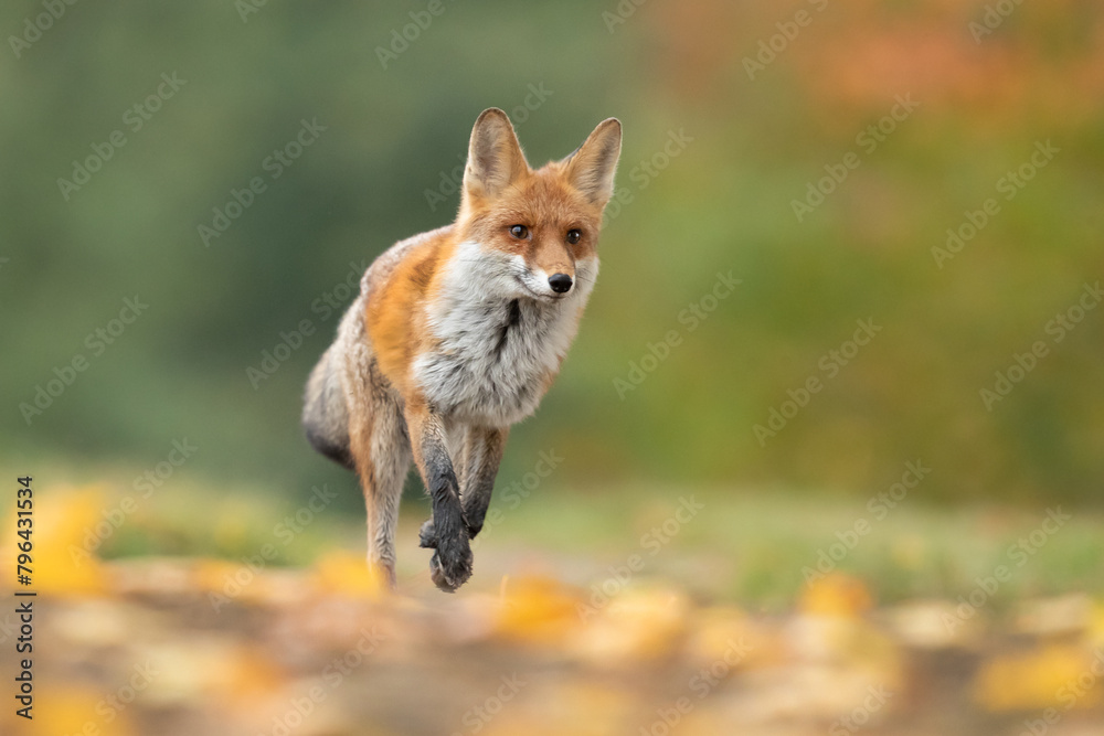 Fototapeta premium Red fox (Vulpes vulpes) is the largest of the true foxes and one of the most widely distributed members of the order Carnivora
