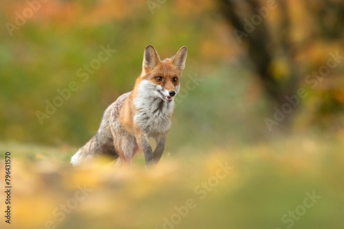 Red fox (Vulpes vulpes) is the largest of the true foxes and one of the most widely distributed members of the order Carnivora