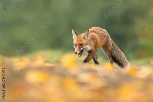 Red fox (Vulpes vulpes) is the largest of the true foxes and one of the most widely distributed members of the order Carnivora