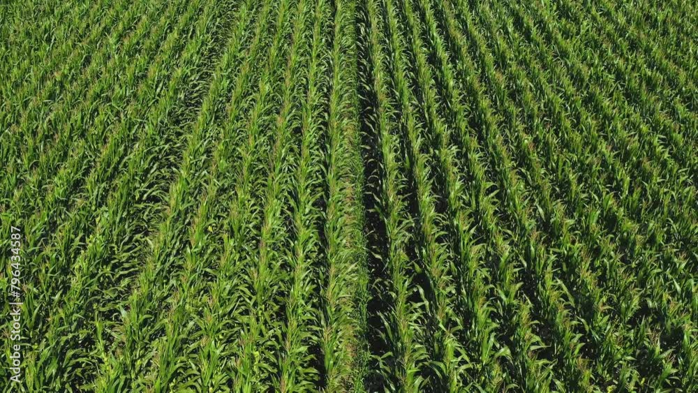 Aerial shot of green corn maize crop field from drone pov Aerial shot of green corn maize crop field from drone pov