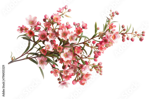 Waxflower Cluster with Tiny Blossoms On Transparent Background.