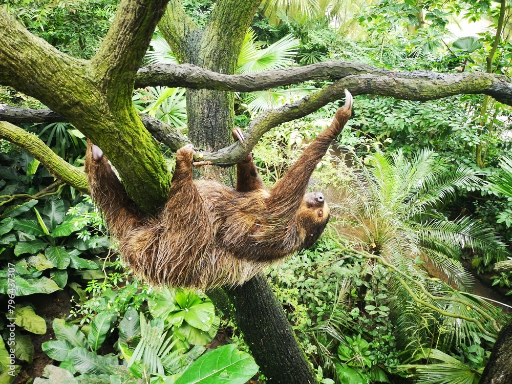 Fototapeta premium Faultier Mutter mit Baby