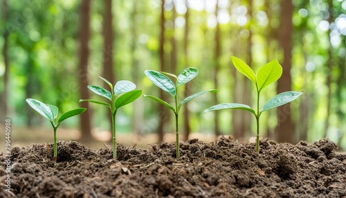 small plants growing in a forest 