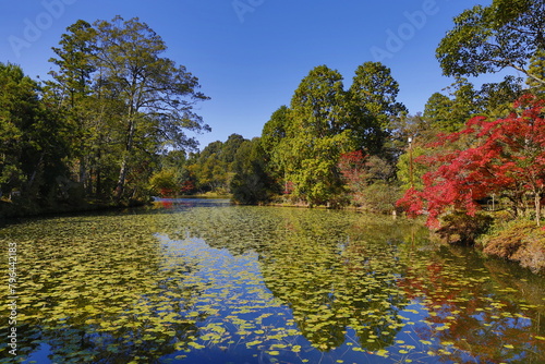 蓮の葉がある池の秋の風景