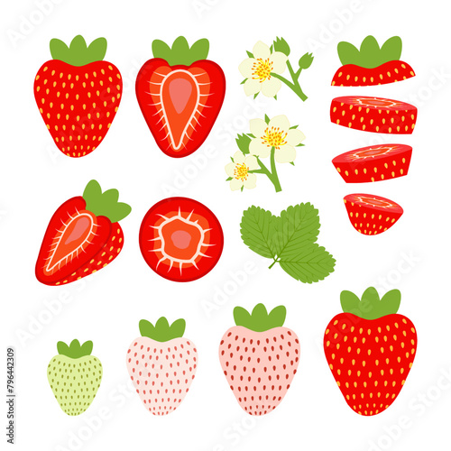 Set of ripening blooming strawberries with flowers, branches of unripe and ripe berries. Vector illustration on white background