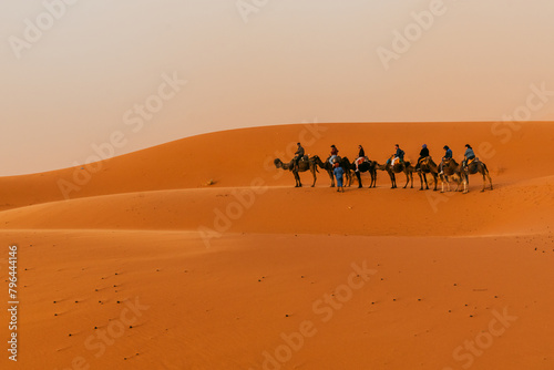 Camels in a caravan in a silhouette during sunset © Allen.G