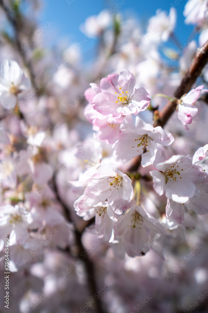 桜の花　春のイメージ