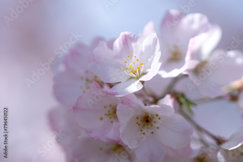 桜の花 春のイメージ