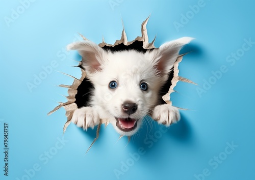 Banner with a puppy's head poking through a paper hole on a blue background, front view. Easter celebration concept with a cute puppy peeking out of a torn hole in a pastel colored wall