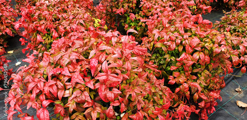 Close up of red nandina domestica bushes. photo