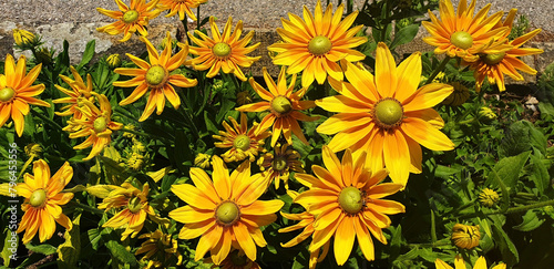 Cuadro en lienzo Panorama of the yellow flower bush rudbeckia hirta or rudbeckia fulgida