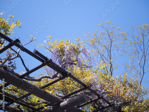 Wallpaper Mural 藤棚 Torontodigital.ca